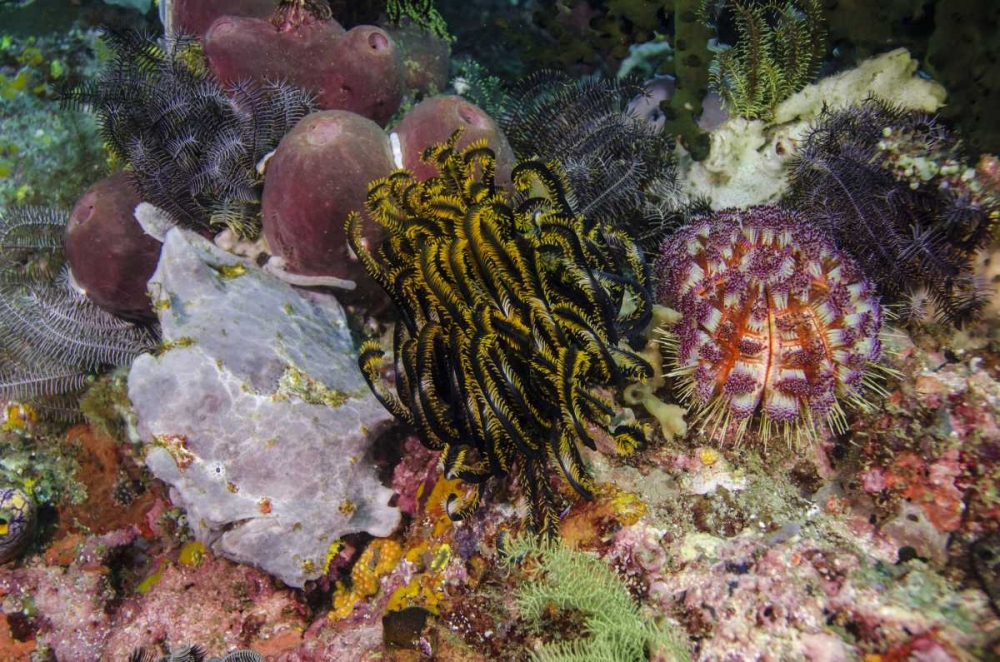Indonesia, Komodo NP White frogfish on coral